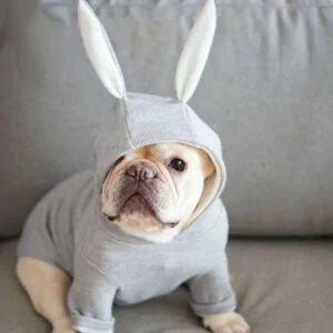 Small Dog Knit Sweater with Bunny Ears Hood, Warm Pullover for Small Dogs and Cats