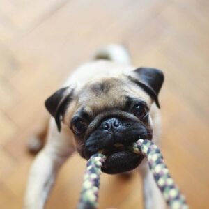 Rope Tug Toy for Dogs